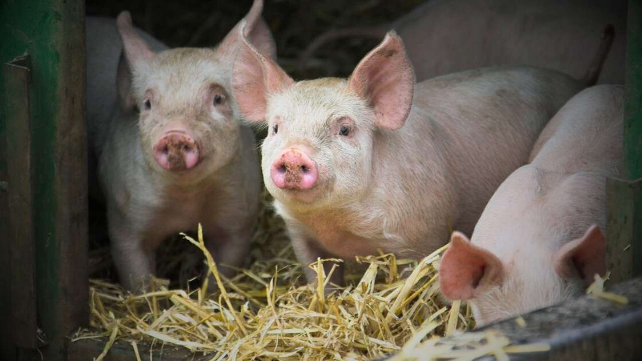 Top 5 states with most pigs