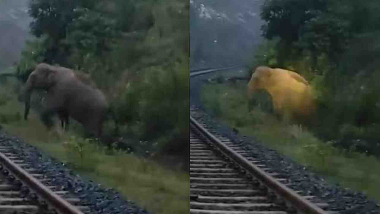 elephant giving birth in railway track
