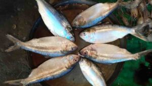 ilish chenar upay, ইলিশ চেনার উপায়