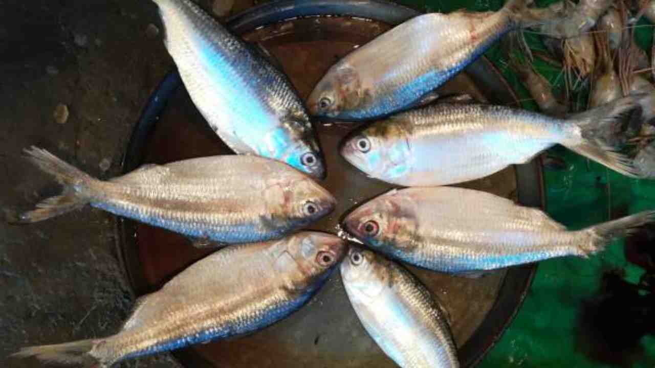 ilish chenar upay, ইলিশ চেনার উপায়