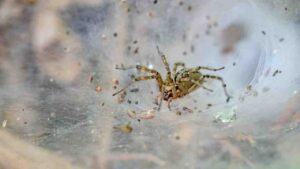 spider Get rid of spiders