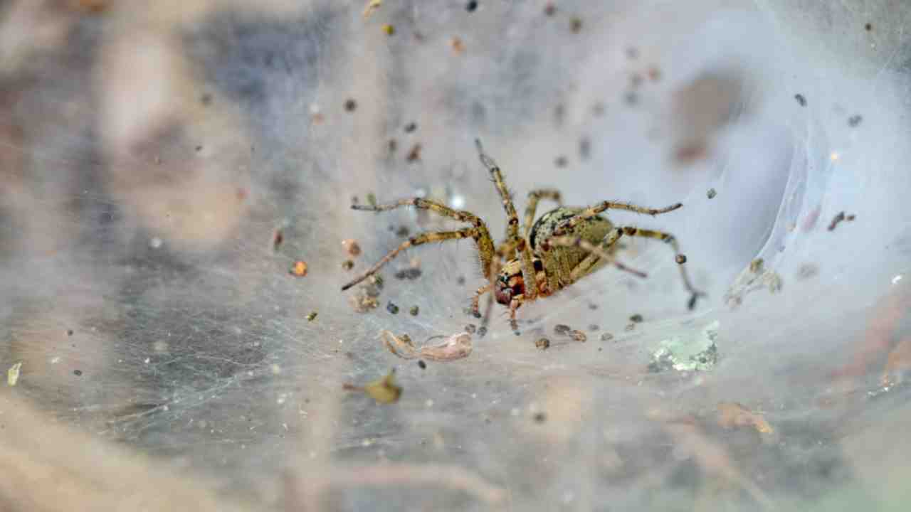 spider Get rid of spiders