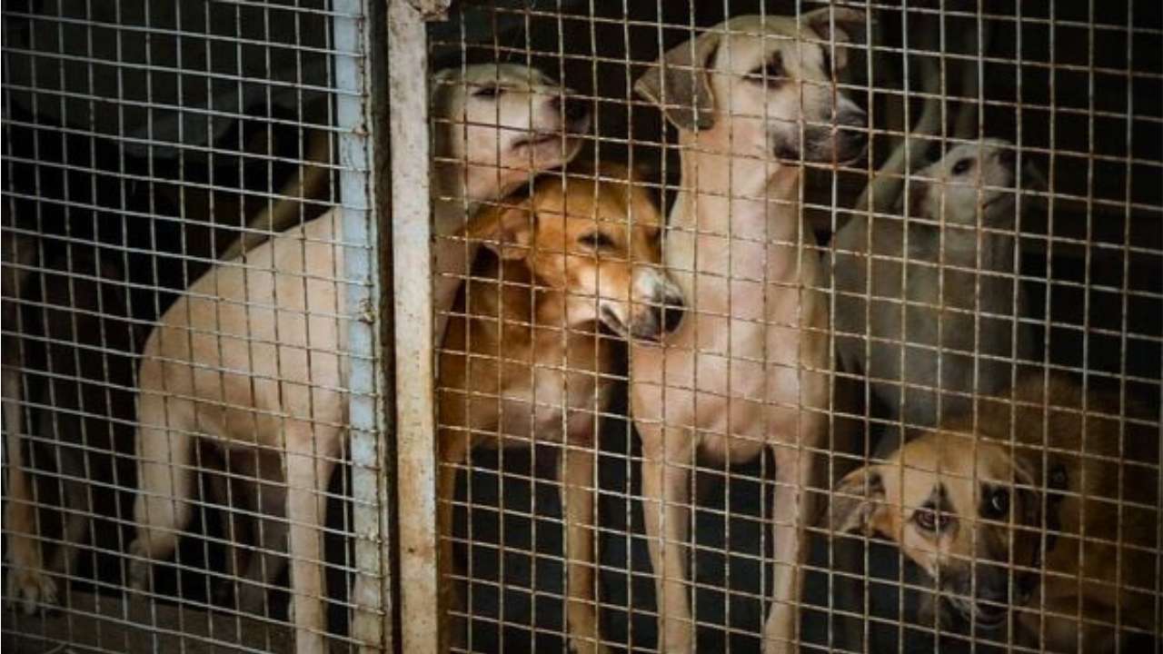 2.8 lakh stray dogs Uttar Pradesh are vaccinated in last two years