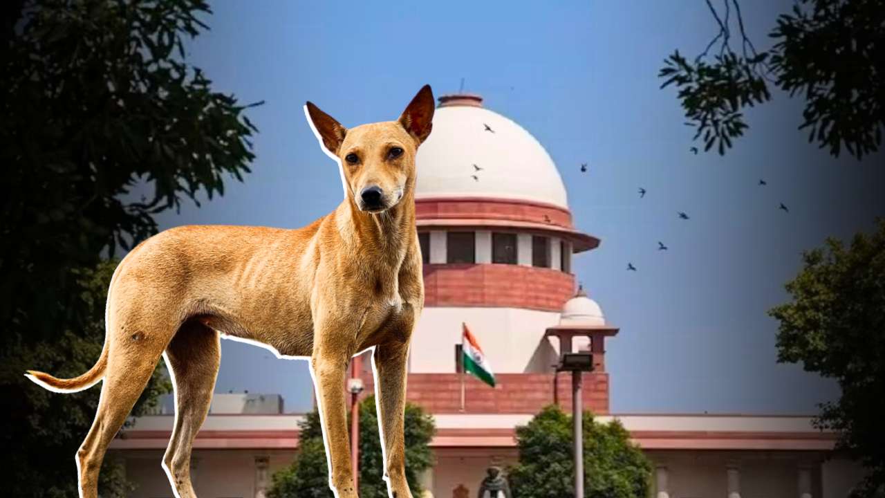 Delhi NCR Stray Dogs statement Of Supreme Court