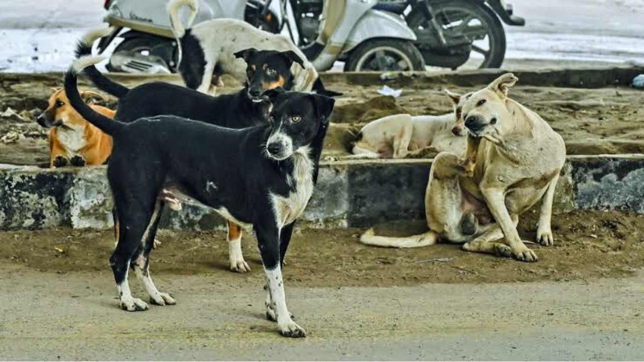 Delhi Stray Dogs
