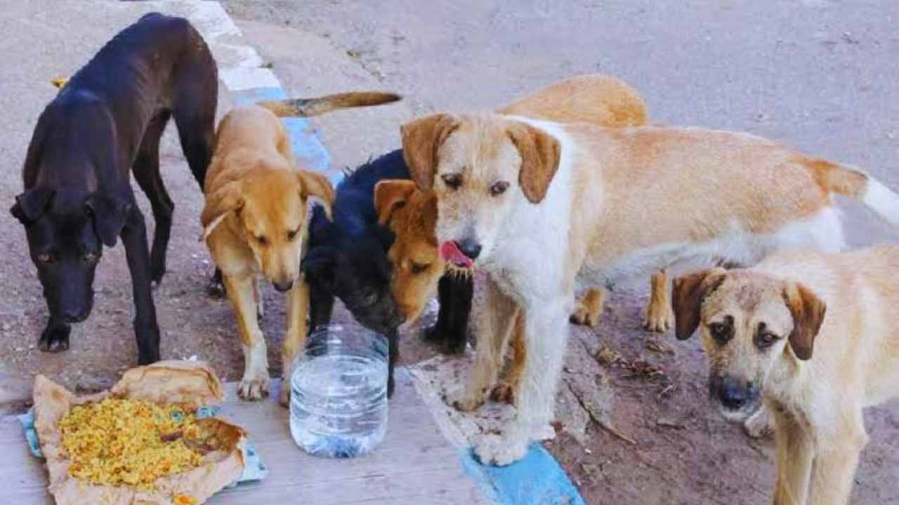 Kolkata Municipal Corporation