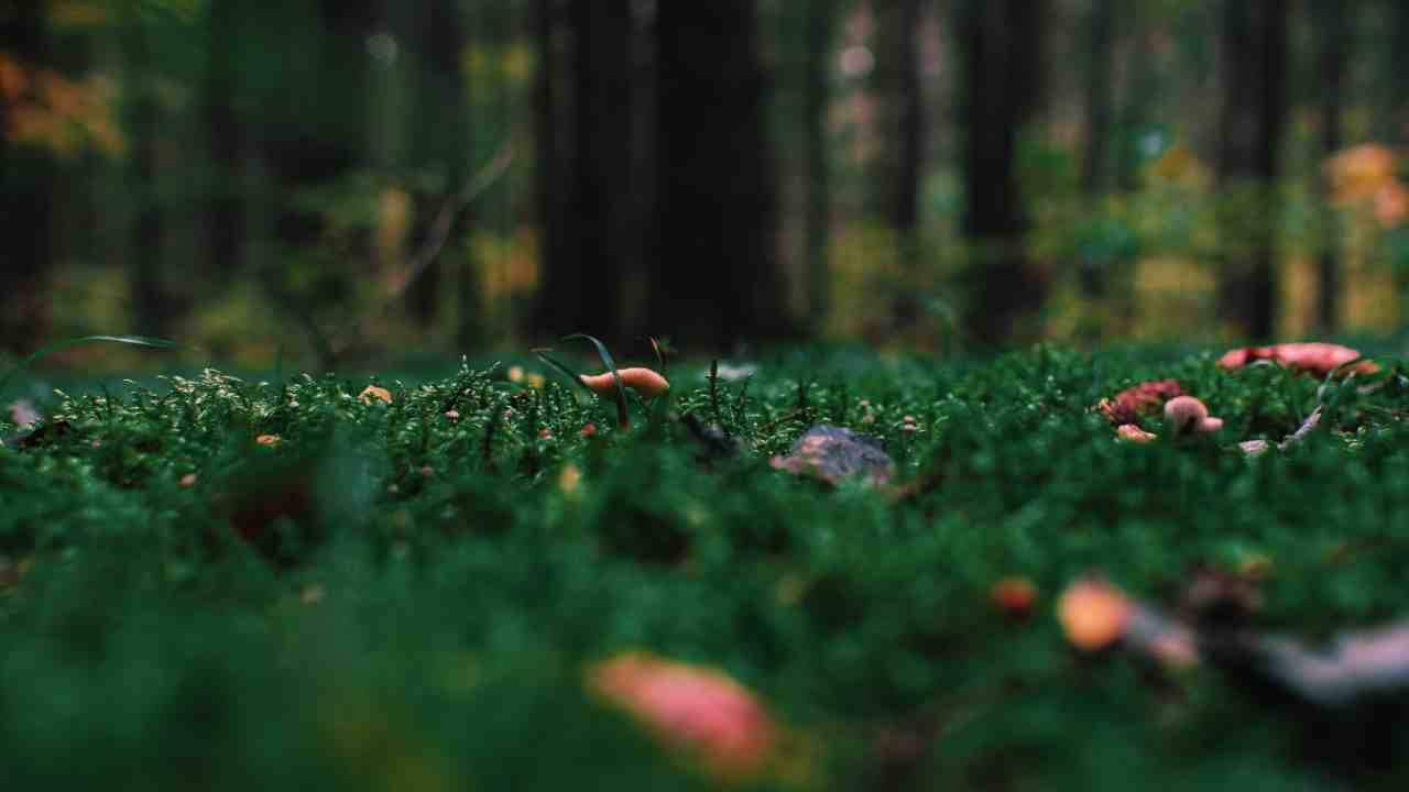 New Plant Found In Lepcha Jagat