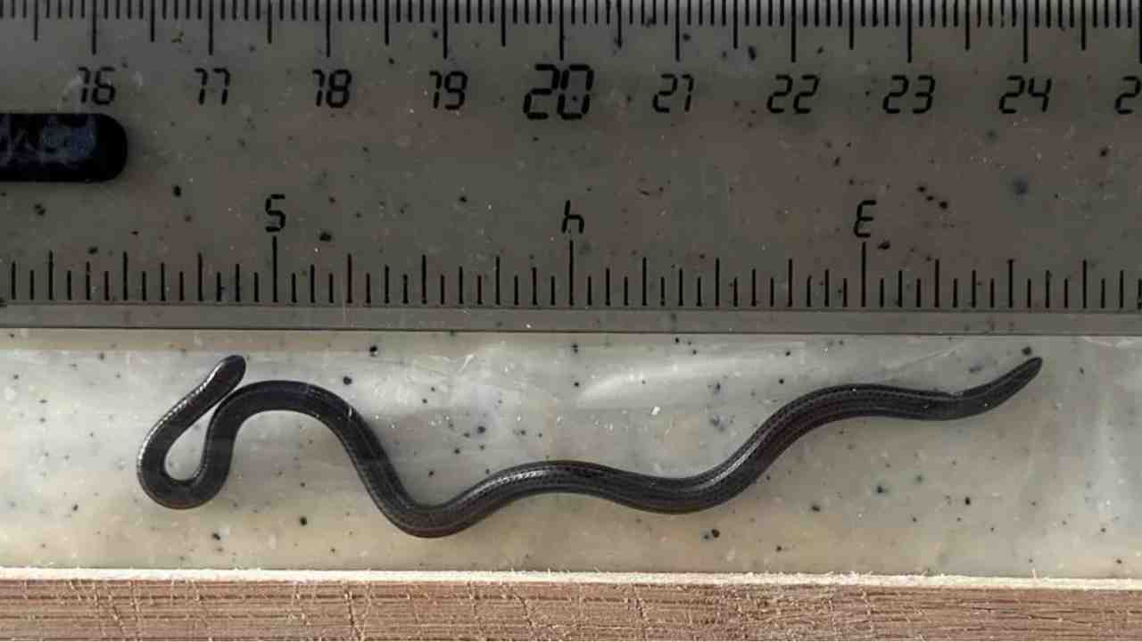 World's Smallest Snake