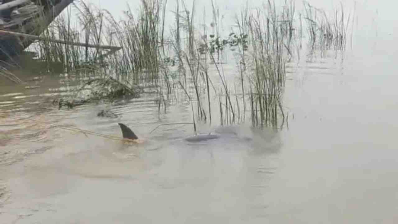 dolphin in damodar