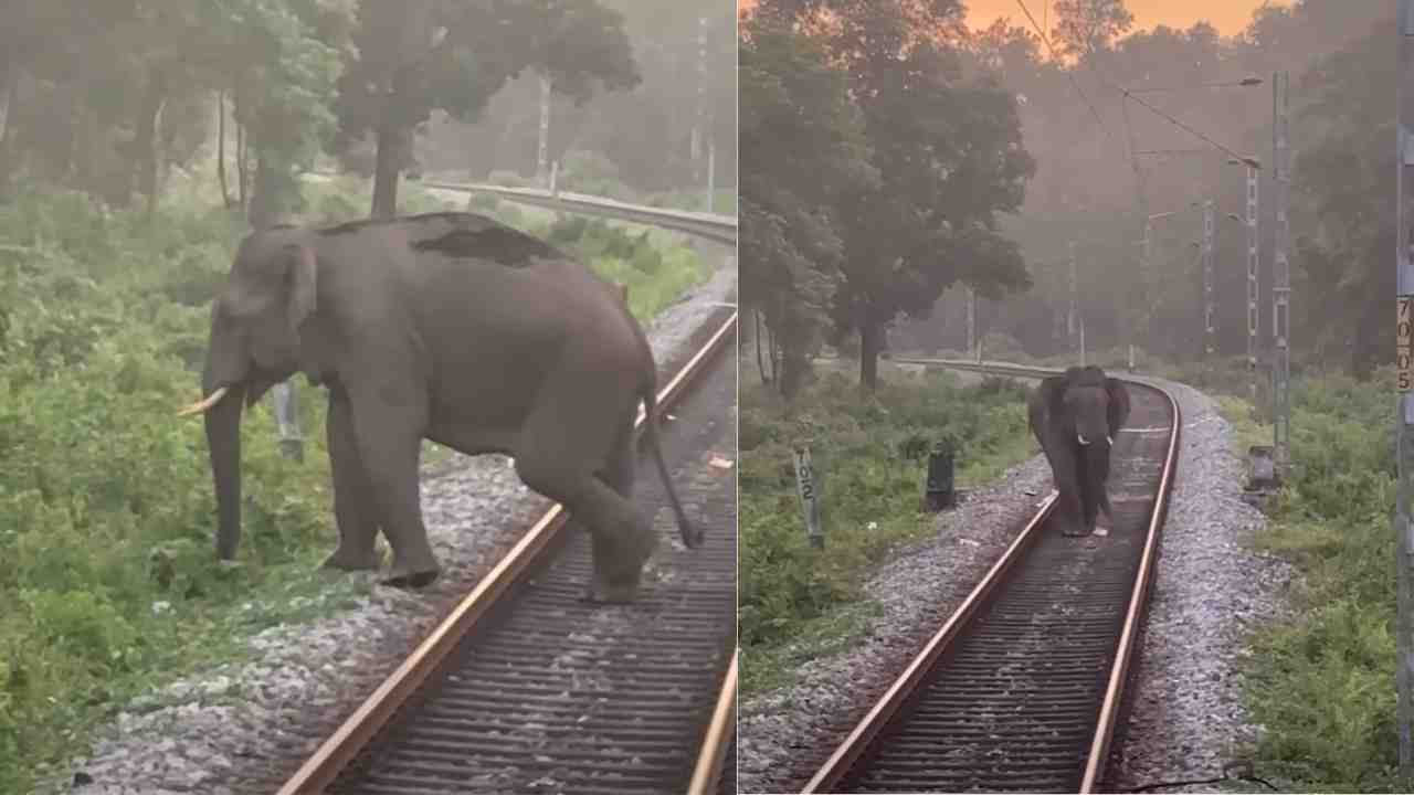 elephant on track