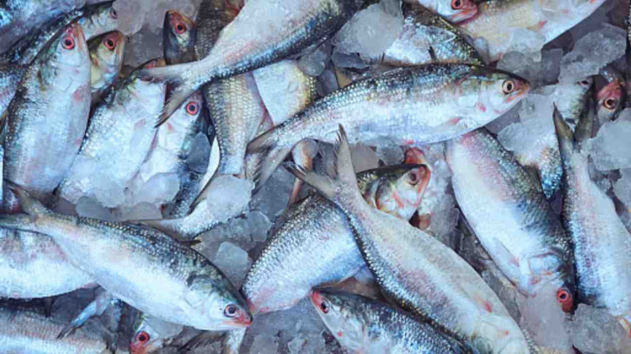 ilish mach