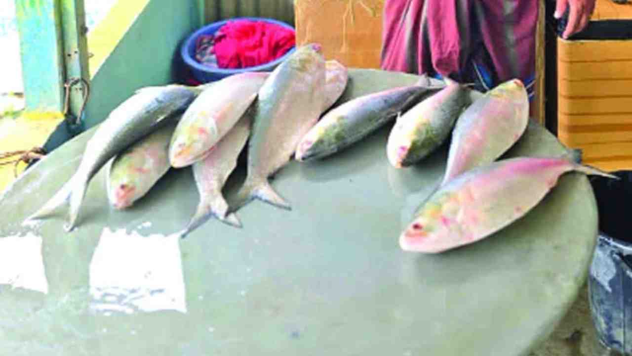 parma river ilish