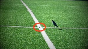 Authorities decide to close playgrounds due to Plover Bird