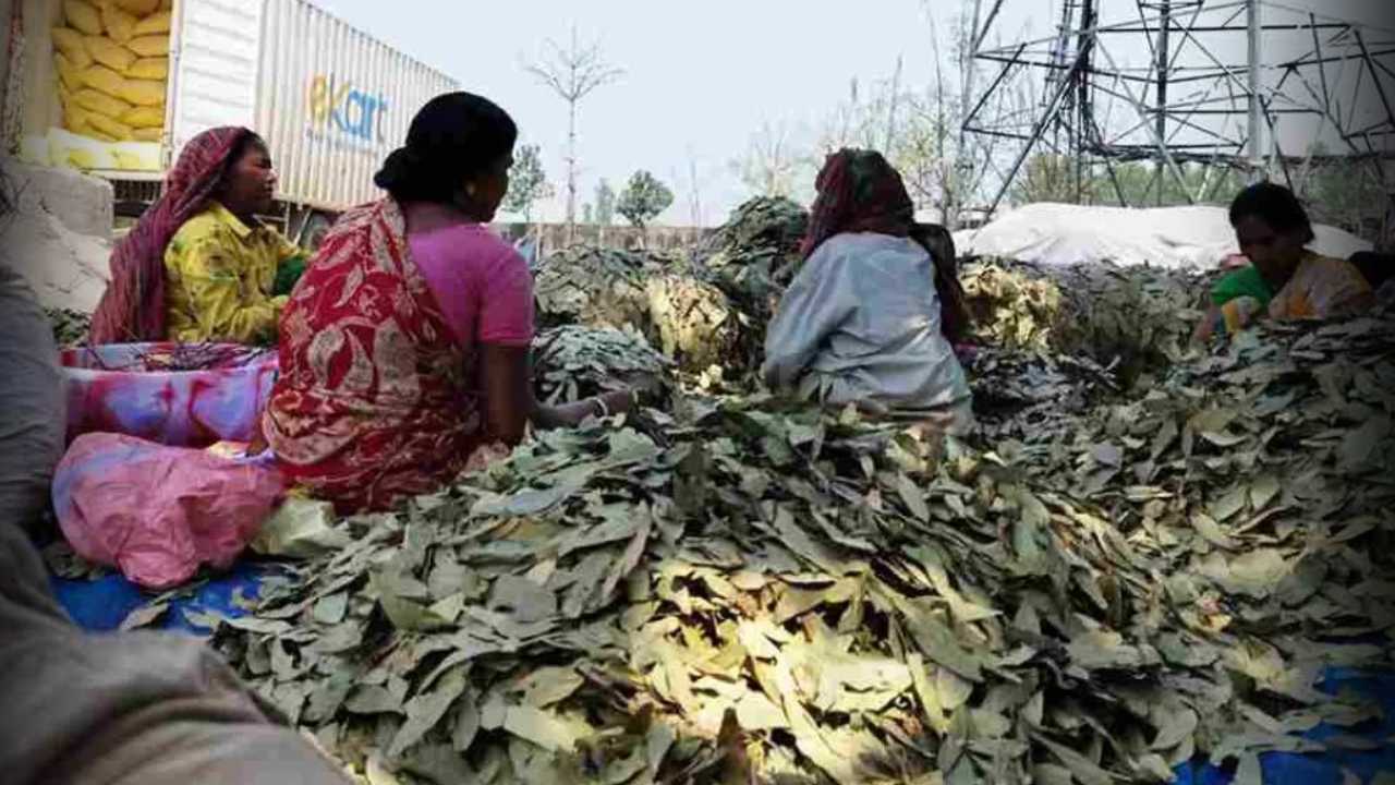 Bay Leaf Farming