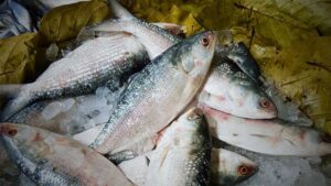 Huge demand of Padma Hilsa in Bengal before Durga puja