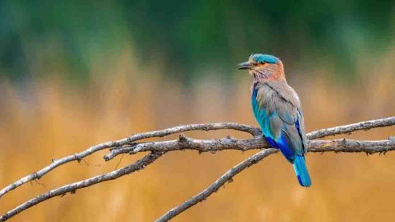 jhargram Neelkanth Bird