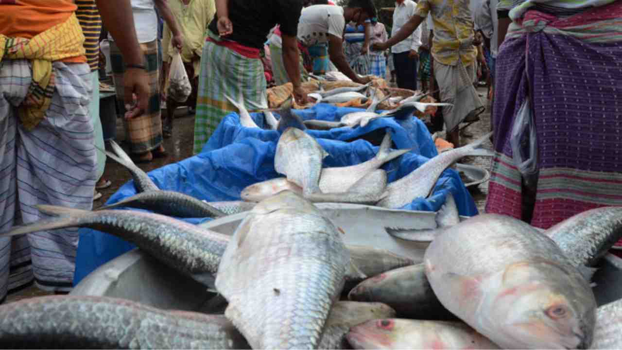 padma river ilish