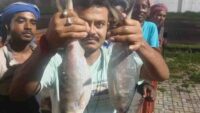 padma river ilish in bangaon