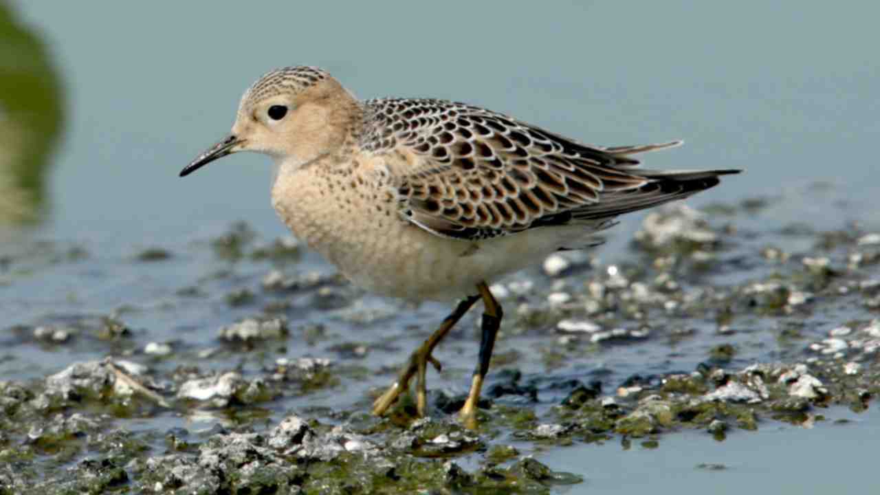 sandpiper in fraserganj