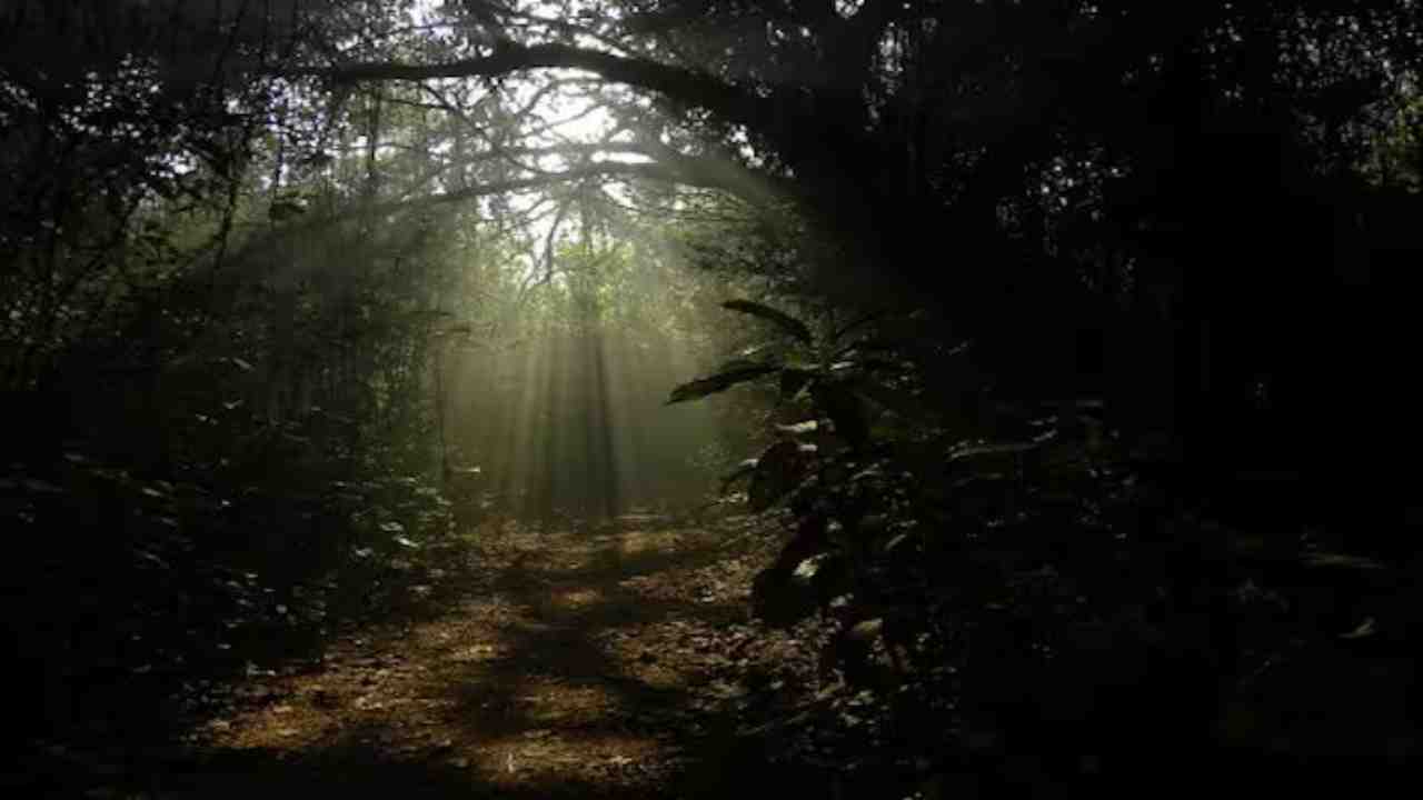 Chintamani Kar Bird Sanctuary mini amazon
