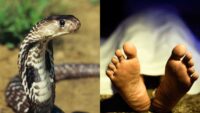 Madhya Pradesh Snake Bites Woman death