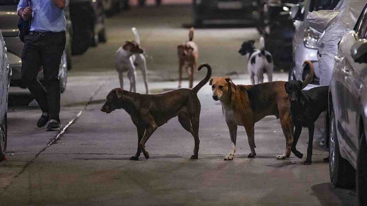 Stray Dogs Attack On foreign coaches Delhi para athletics Championships