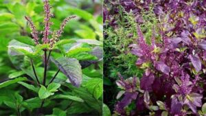 Tulsi
