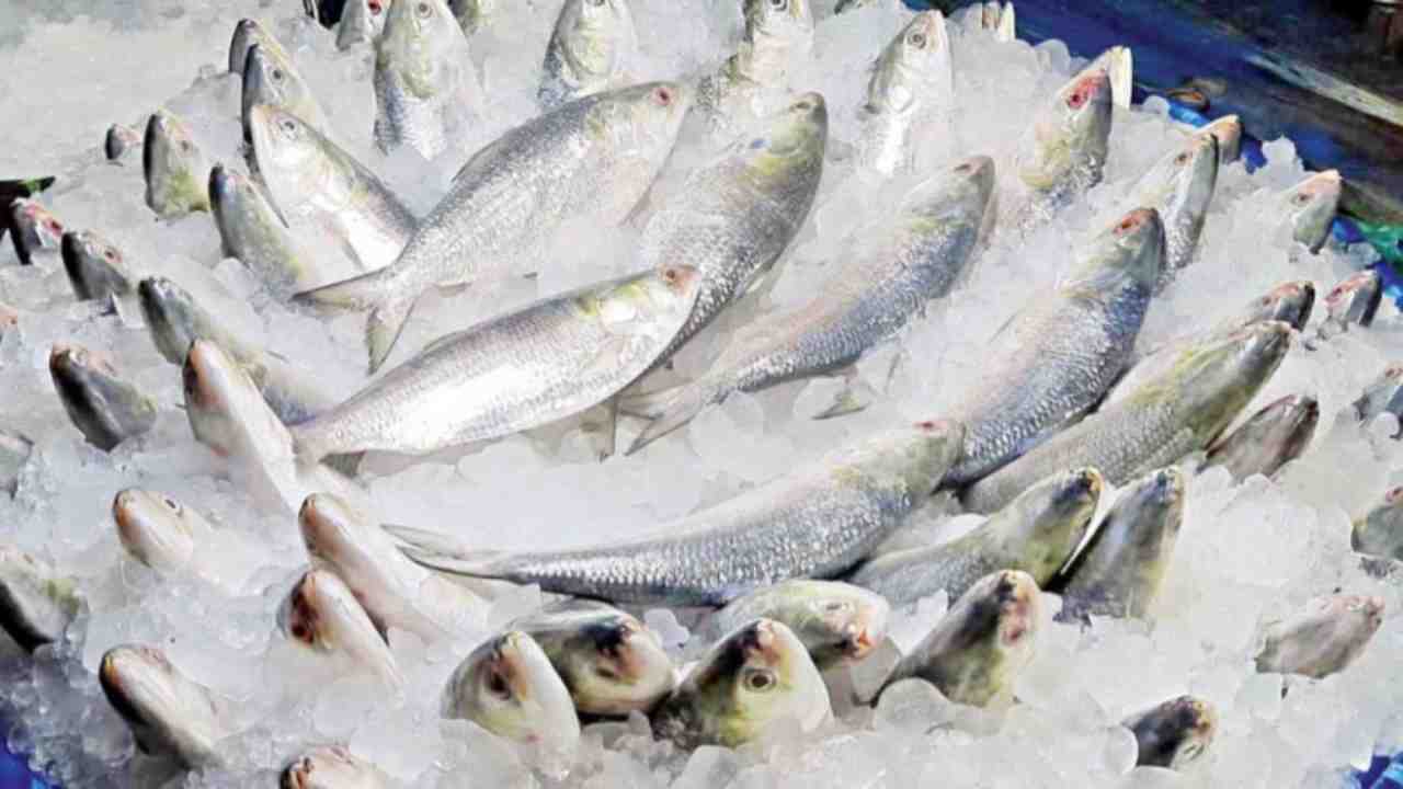 bangladesh ilish