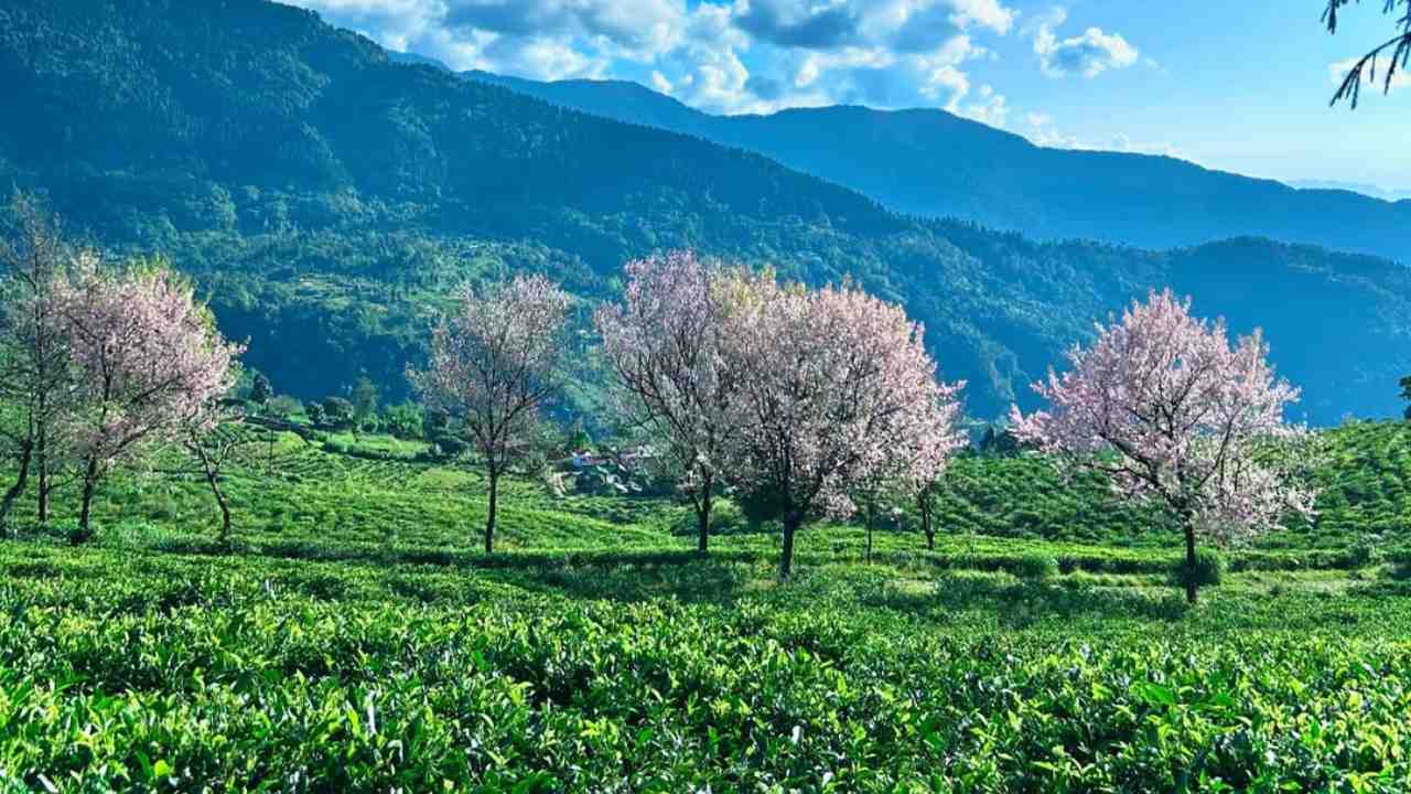 cherry blossom in north bengal