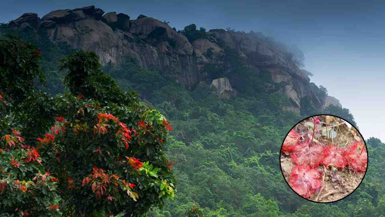 Sundews in jhargram jungle