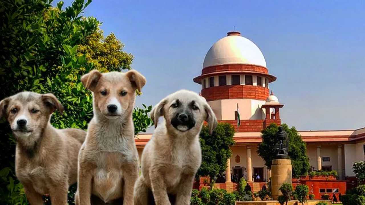 Supreme Court on Street Dogs