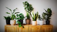 Unlucky Plants For Home don't keep These 4 plans at home