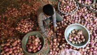 Bangladesh Onion Price