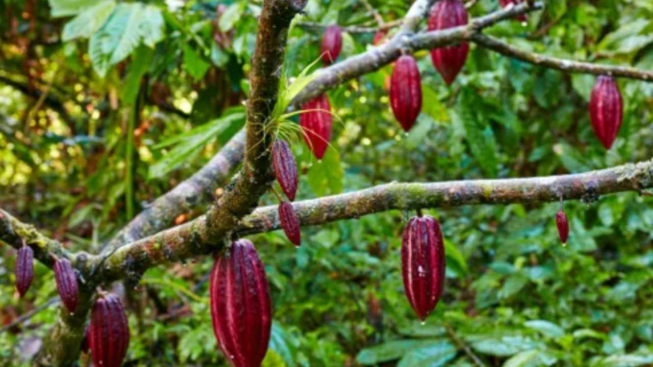 Cocoa Cultivation