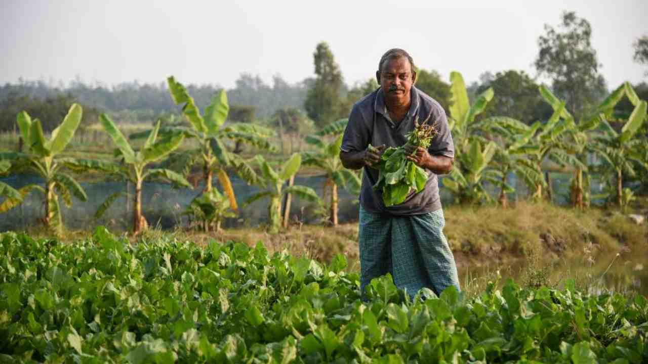 Farmer Fertilizer Subsidy