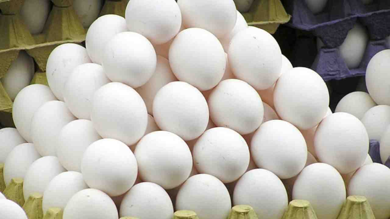 Egg Price
