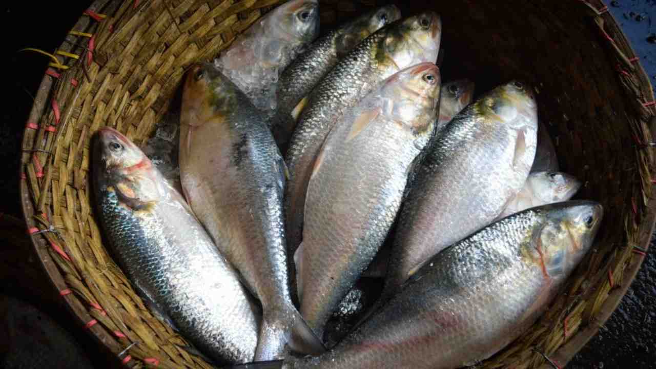 Ilish