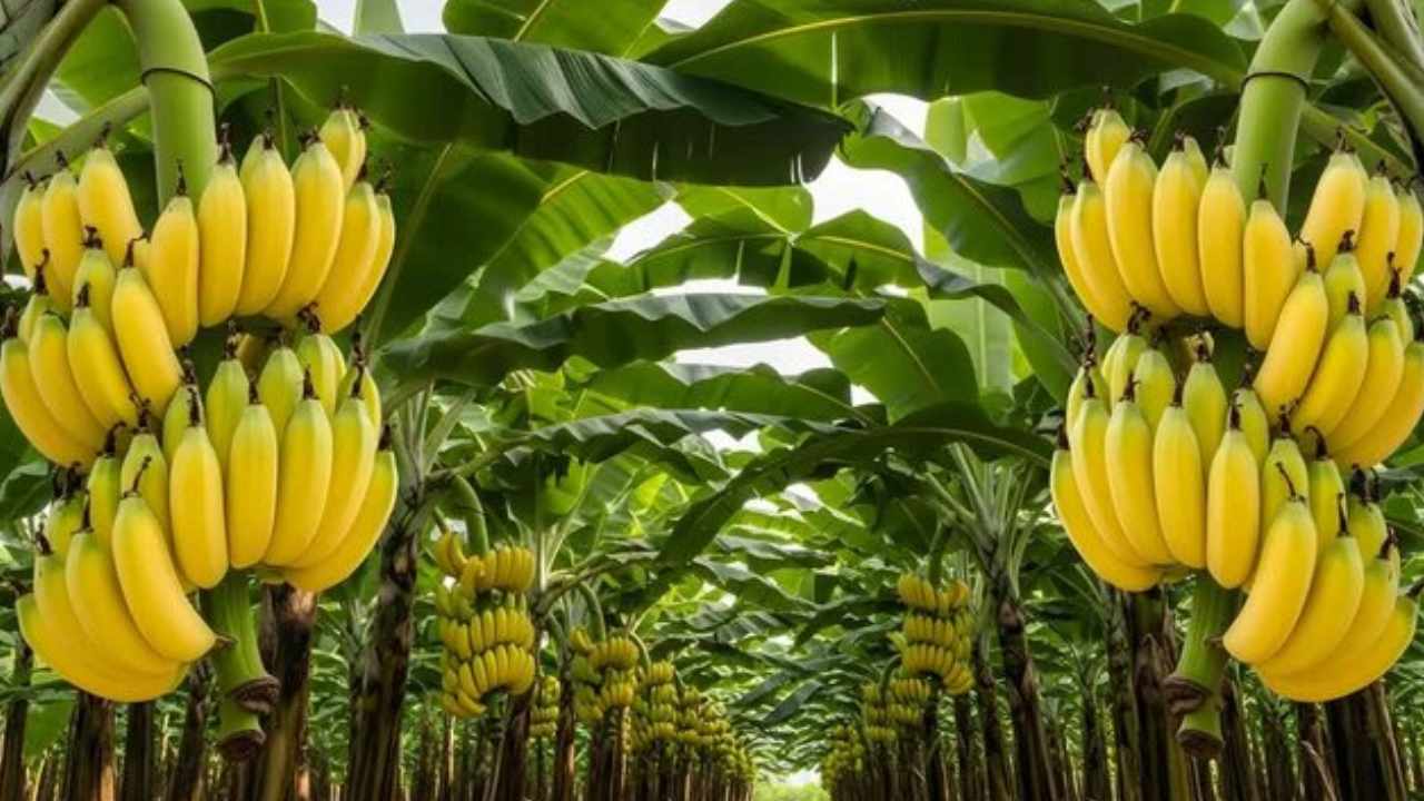 Indian Banana Farmer