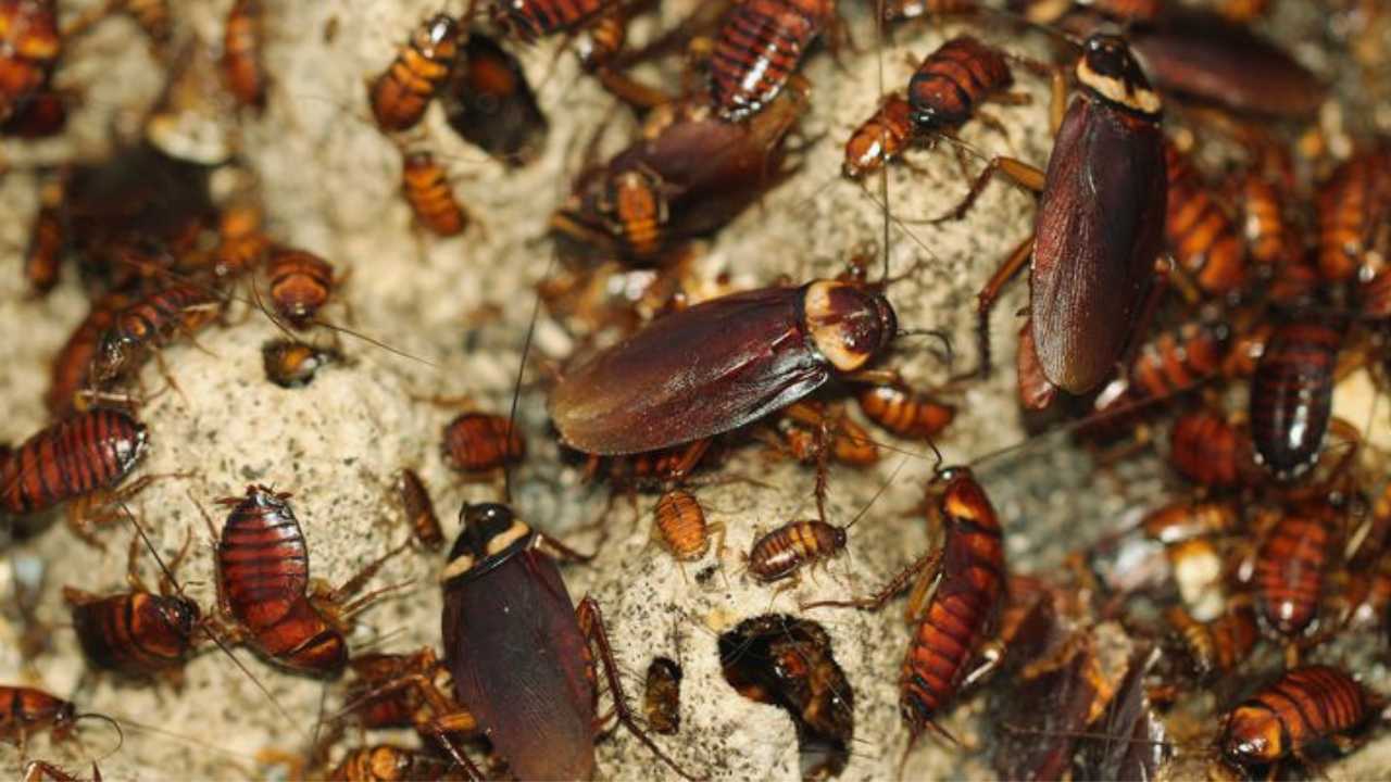 Kitchen Cleaning Tips