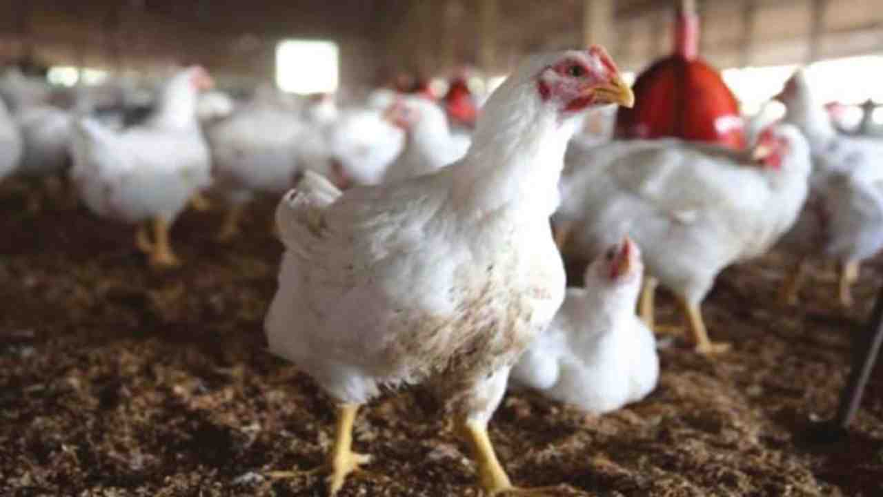 Poila Boishakh Chicken Price