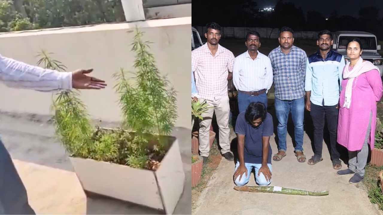 software engineer was cultivating Ganja