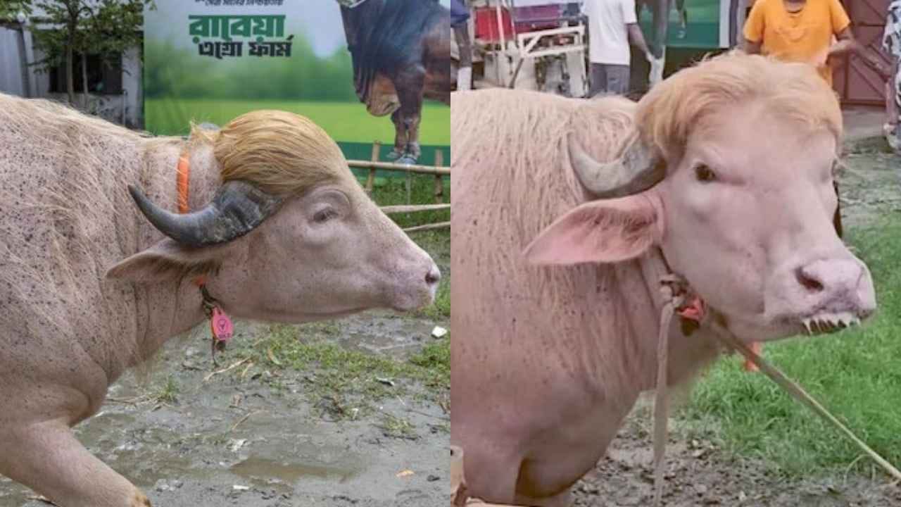 Bangladesh Viral Buffalo