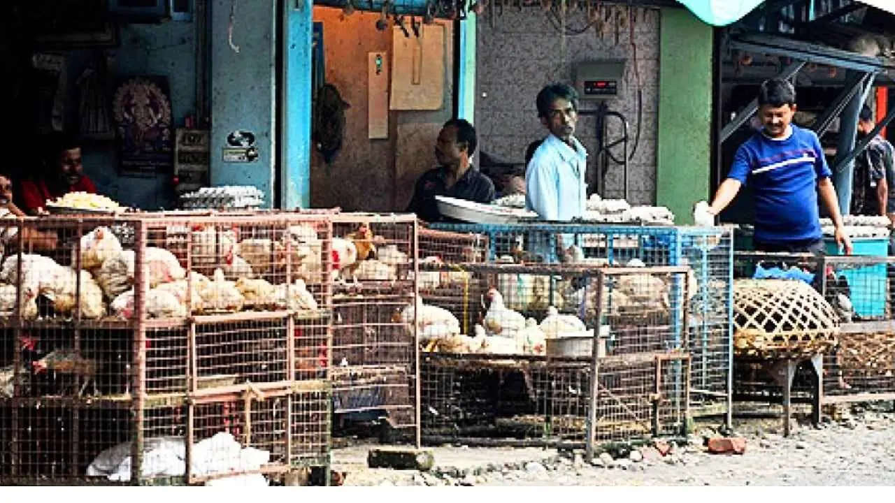 Chicken Price Drop