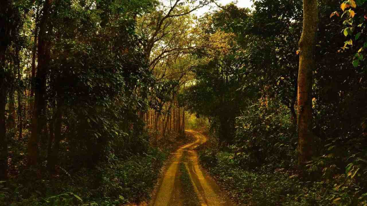 Chilapata Forests