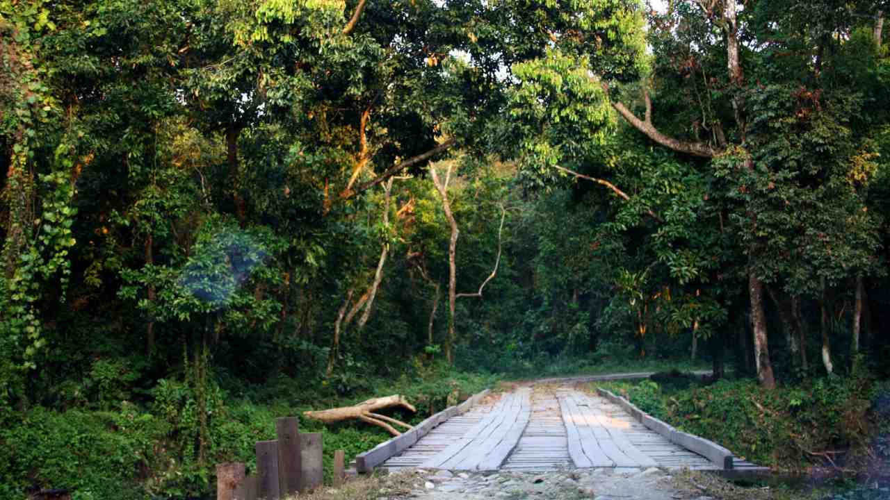 Chilapata Forests