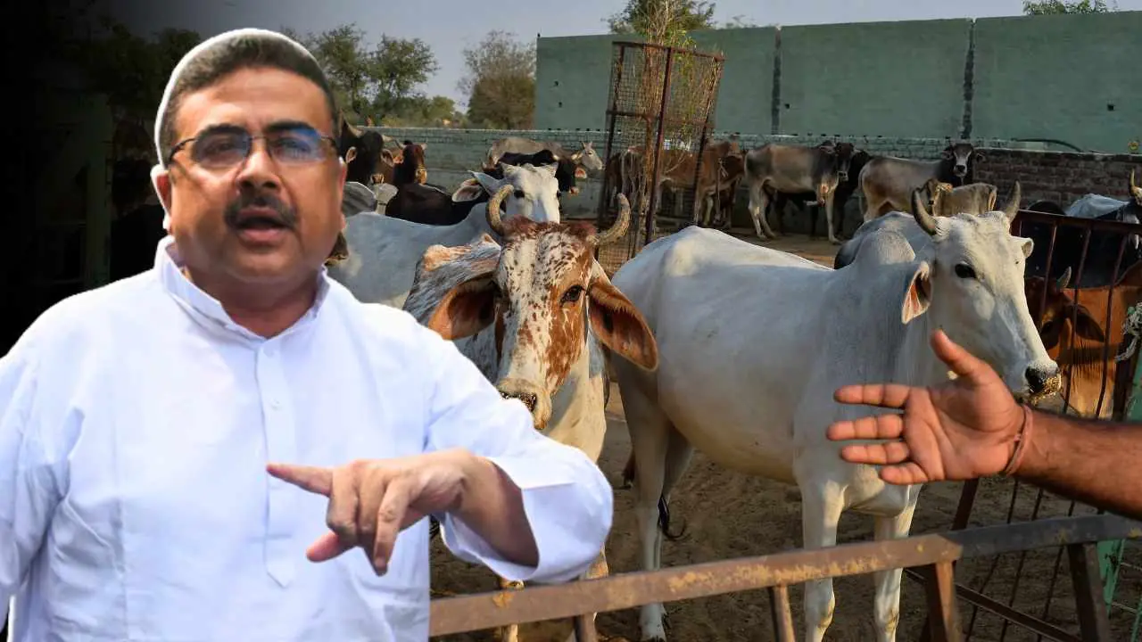 Cow Slaughter Ban