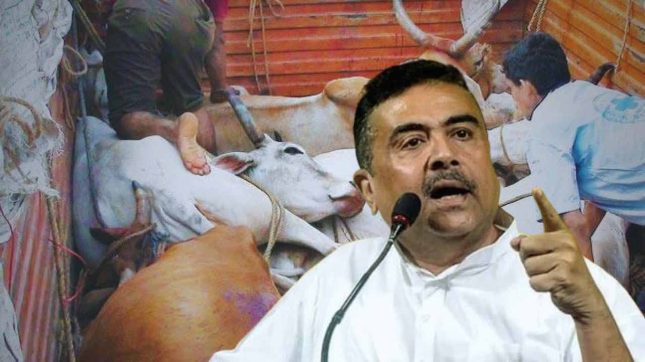 Cow Smuggling