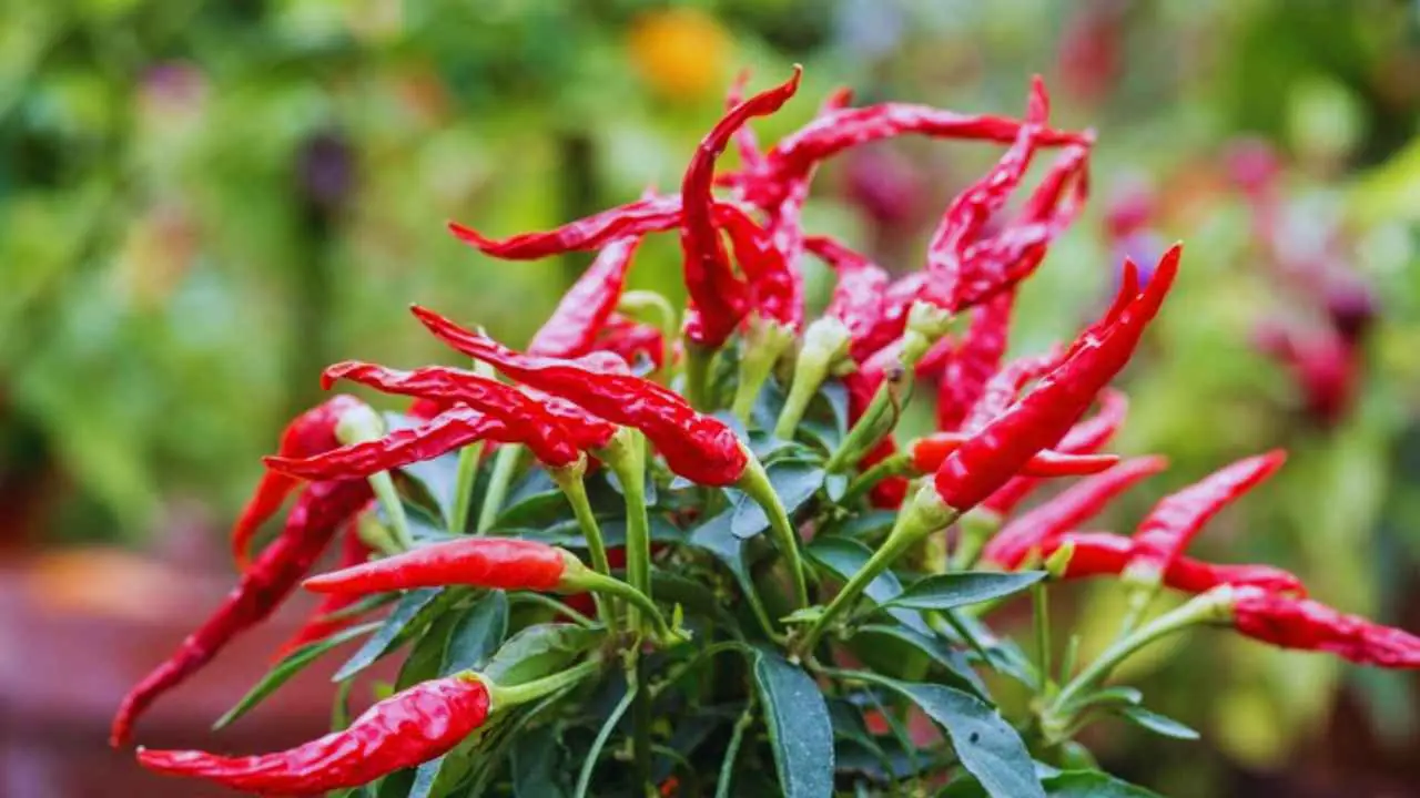 Dry Chillies