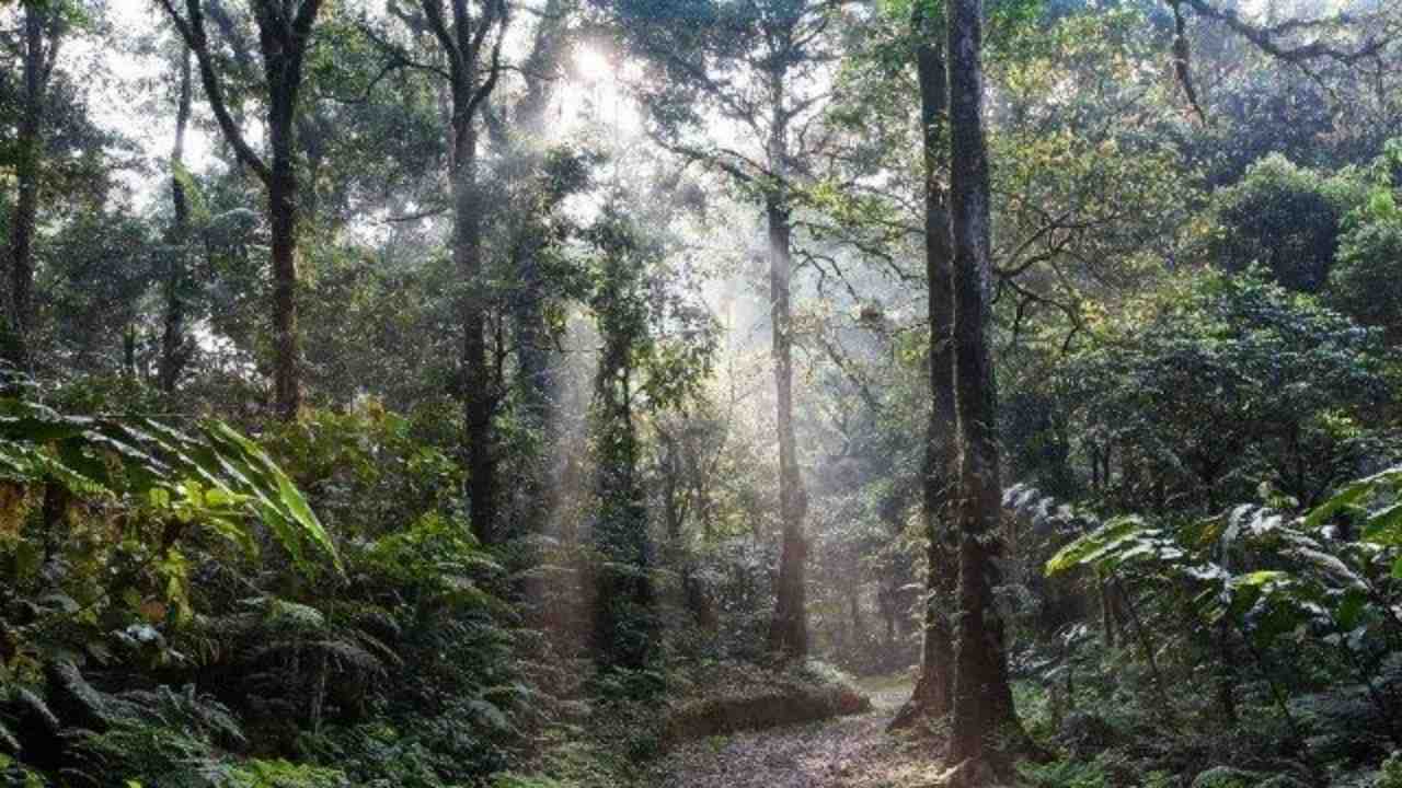 Duarsini