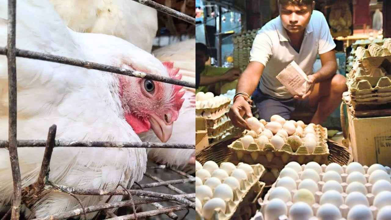 Egg Chicken Price Hike